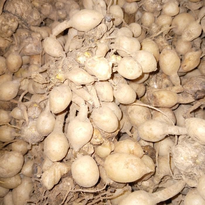 

Terlaris Kunyit Putih Fresh