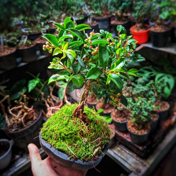 Bonsai Mini Berbuah Jambu lilipily Jambu Air terkecil didunia Syzygium