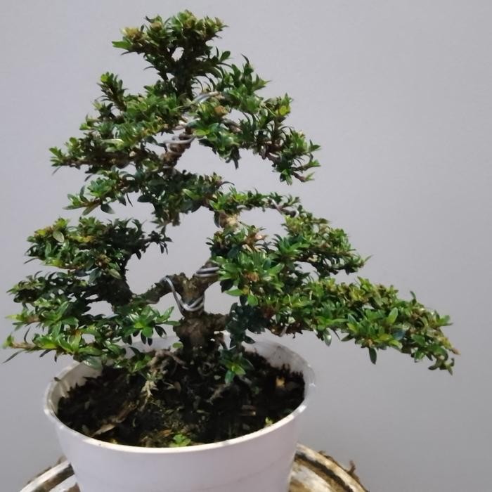 bonsai seribu bintang mikro./jual bahan seribu bintang mikro asli.