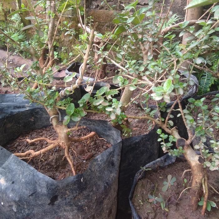 bahan bonsai sancang mame akar memutar se jari prospek harga kawan