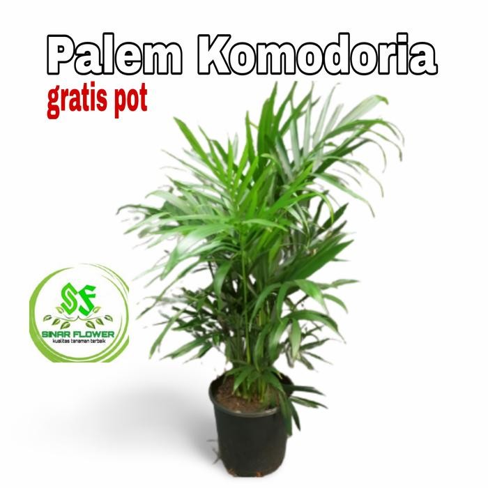 pohon palem komodoria/tanaman hias/tanama palem/palem komodoria