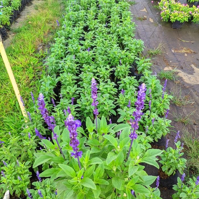 tanaman hias lavender import Holland