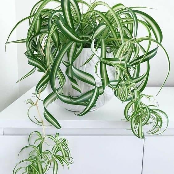 Lily Spider Plant