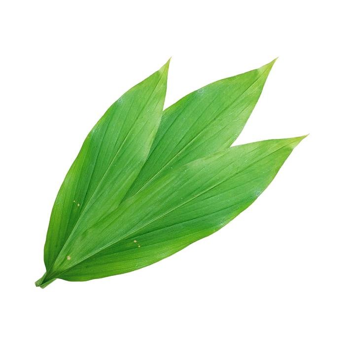

Terlaris Daun Kunyit (Turmeric Leaf) 100 Gr