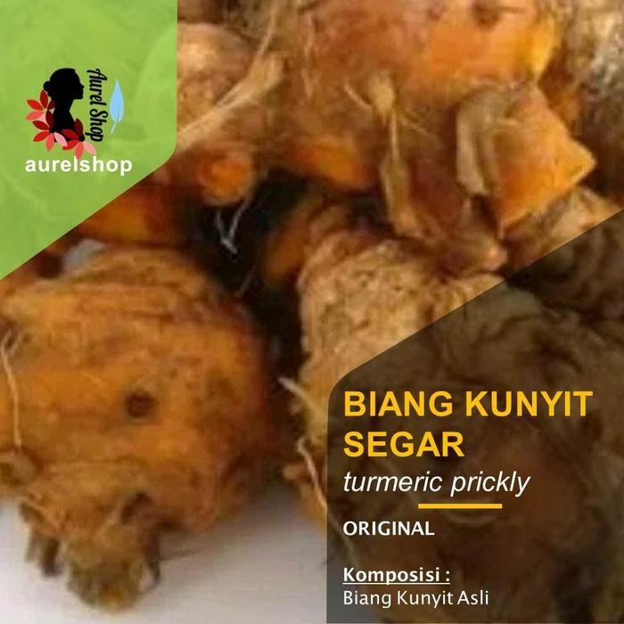 

Terlaris Biang Kunyit Segar 1 Kg