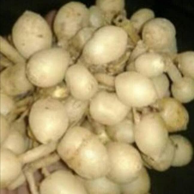 

Terlaris Umbi Kunyit Putih