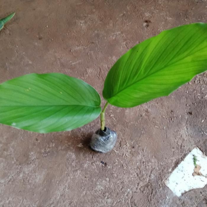 

Terlaris Tanaman Herbal Kunyit Kuning