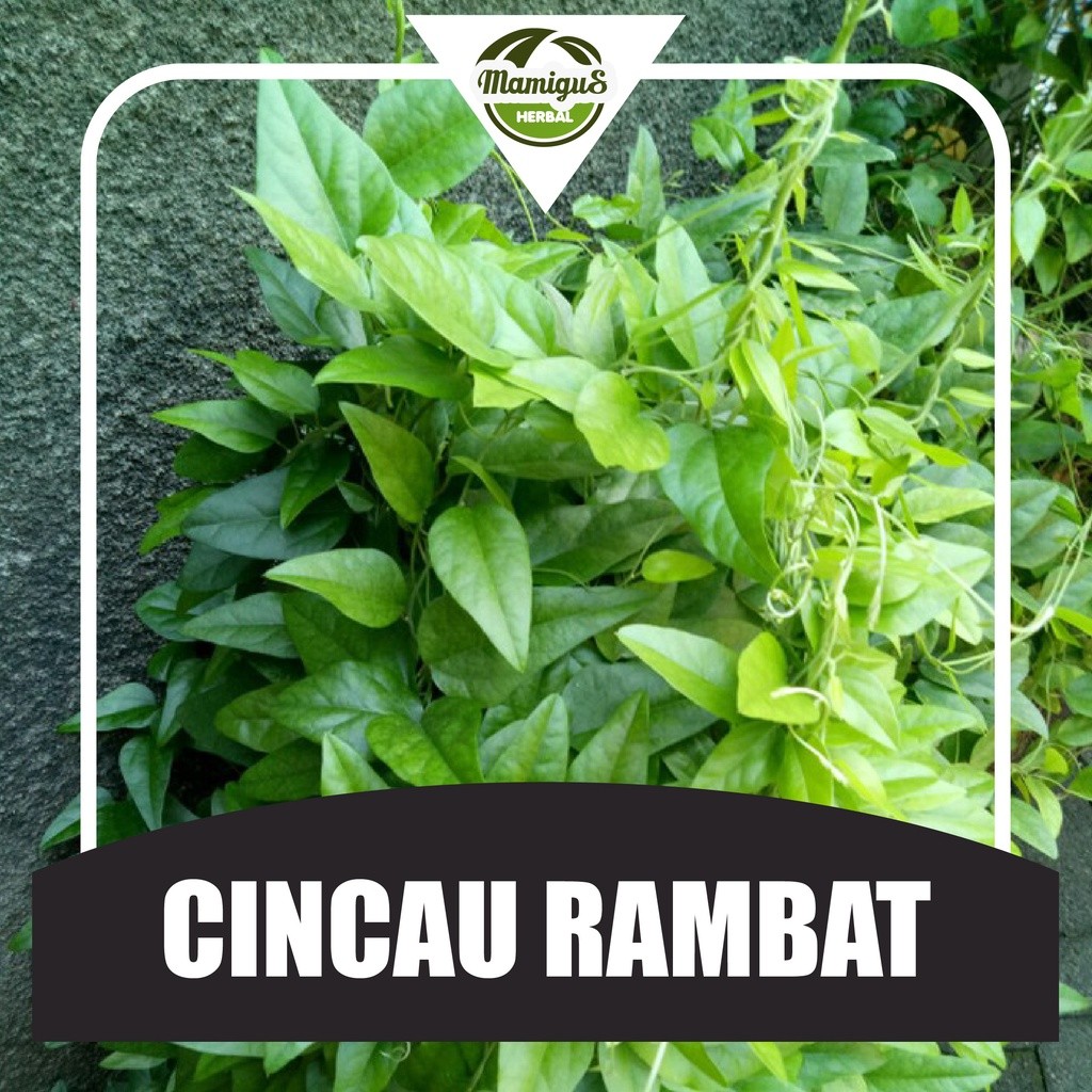 

TERMURAH!! Daun Cincau Segar Non Bulu (100 lembar)