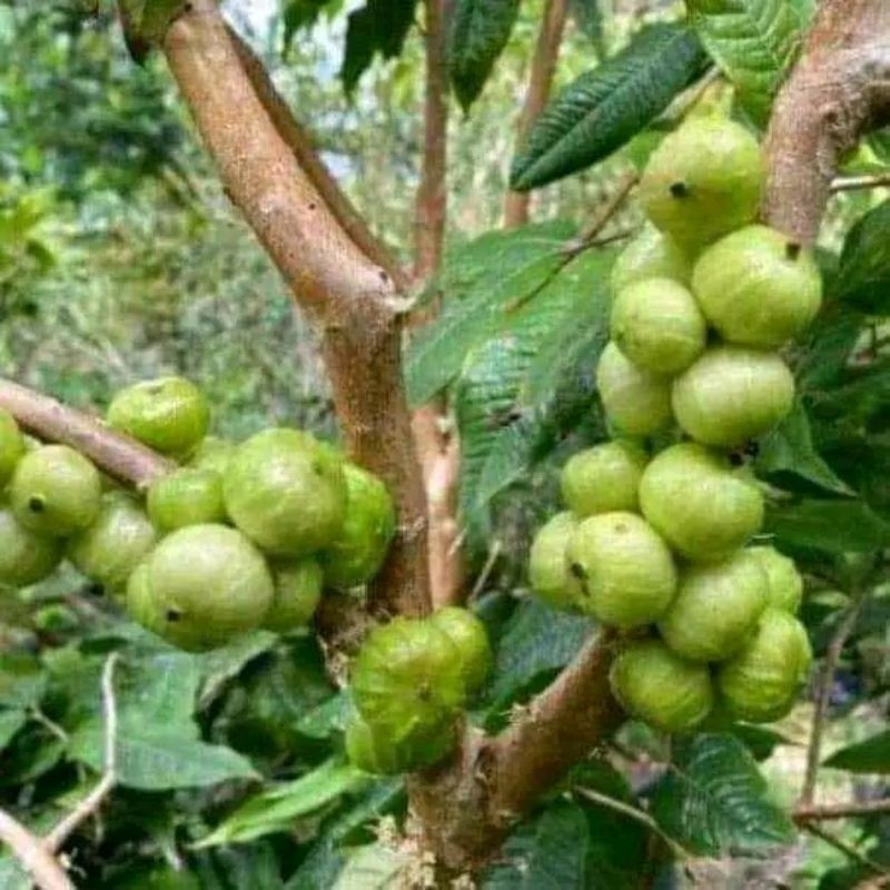 Bibit Anggur Brazil Putih WHITE JABOTICABA Cepat Berbuah