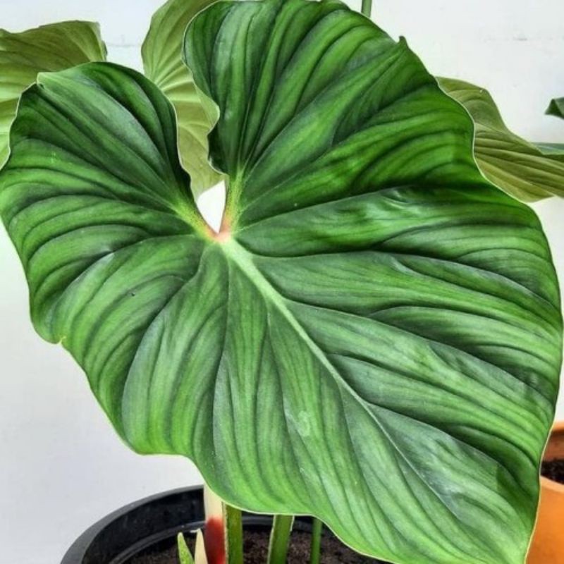 Philodendron Plowmanii