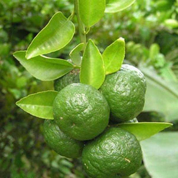 Bibit Jeruk Limau