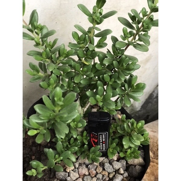 Santigi mawar mutiara