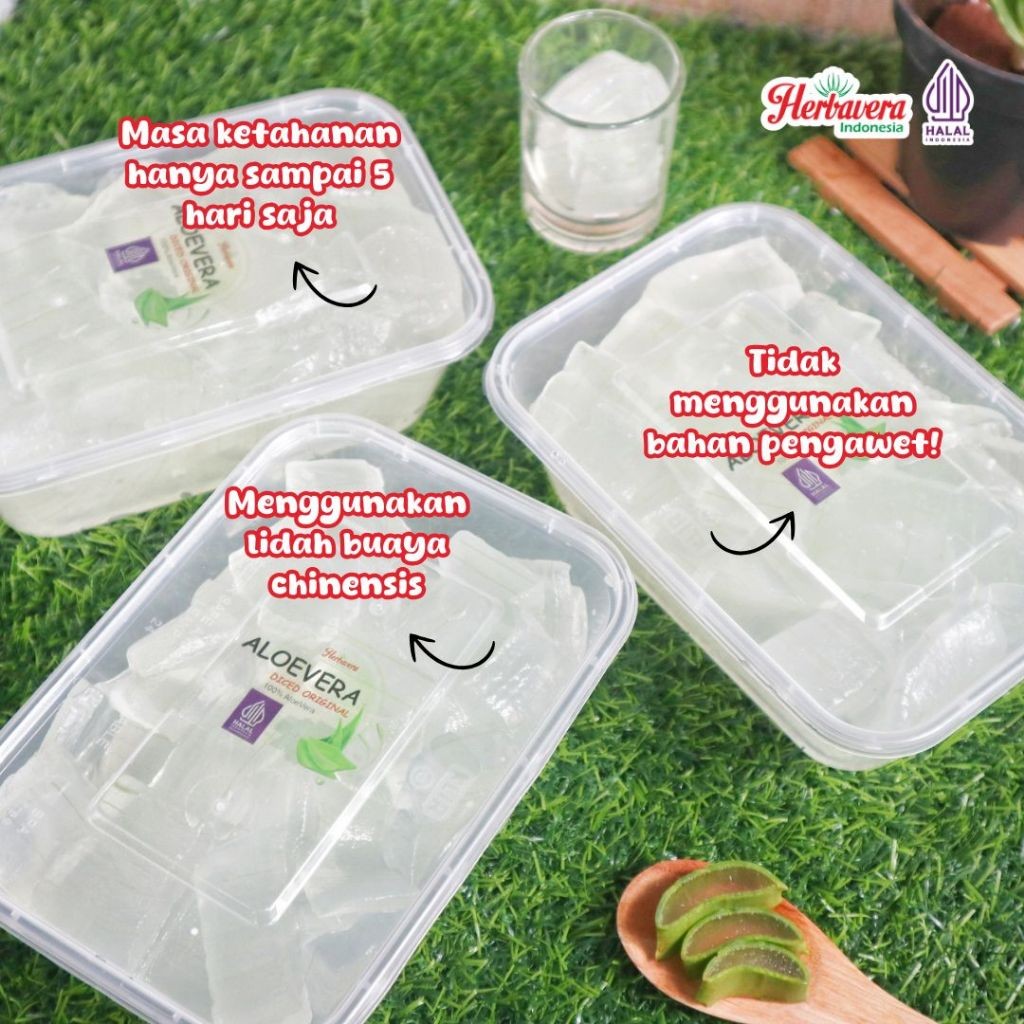 

Konter Makanan Aloe Vera Kupas / Aloevera Kupas / Lidah Buaya Kupas 500 Gram