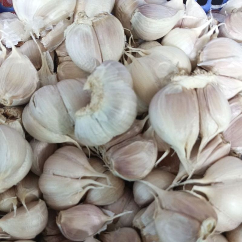 

Konter Makanan Bawang Putih Kating 1Kg Bersih