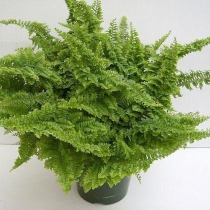 

Bibit Tanaman Hias Indoor - Fern 'Fluffy Ruffles' (Nephrolepis)