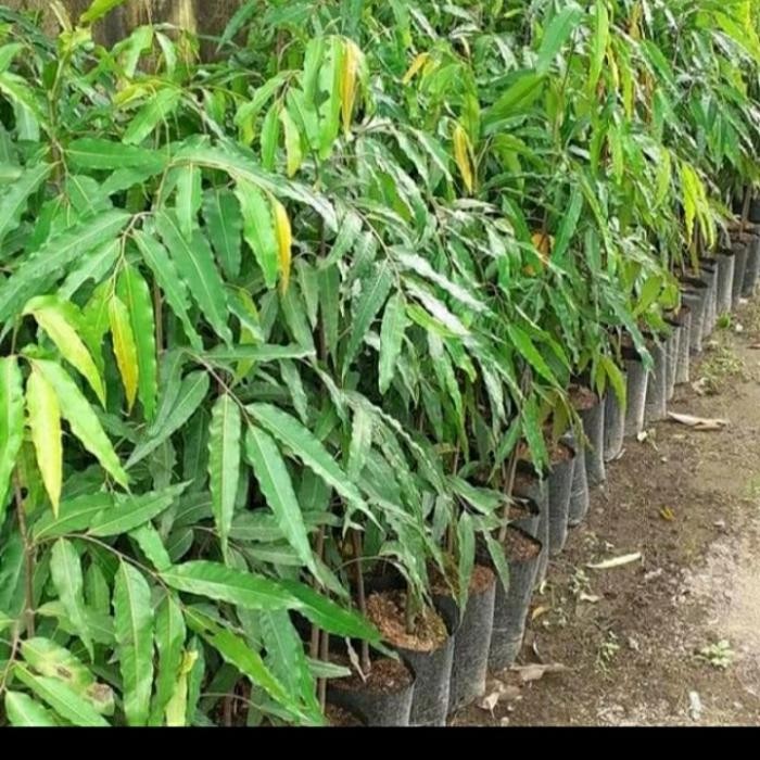 

Bibit Tanaman Glodokan Tiang Tinggi 1 Meter Siap Tanam