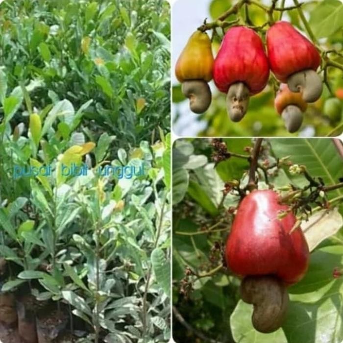 

bibit tanaman jambu mete/ jambu mede