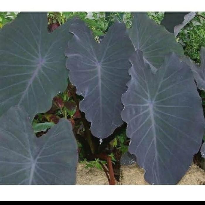 

bibit tanaman hias keladi hitam.batang hitam (Daun hitam)