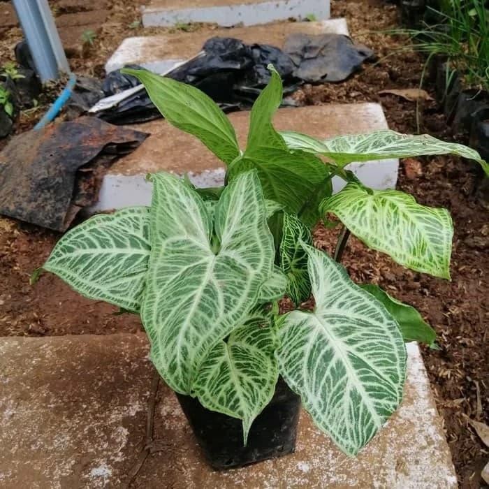 

bibit tanaman hias singonium batik - keladi batik