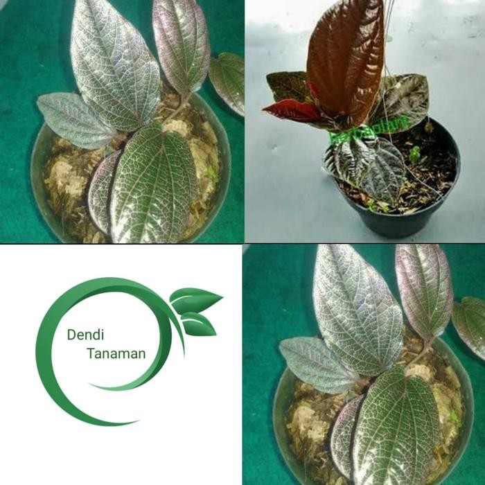 

Bibit Tanaman Pohon Sirih Jambi - Obat Herbal