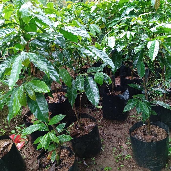 

Bibit tanaman pohon kopi arabika ateng kopi mini