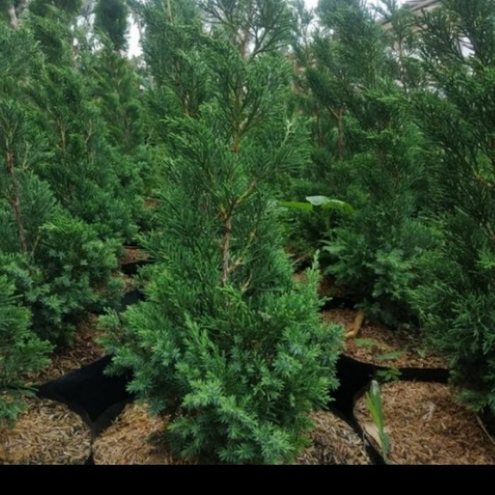 

bibit tanaman hais pohon Cemara lilin.ukuran 50cm