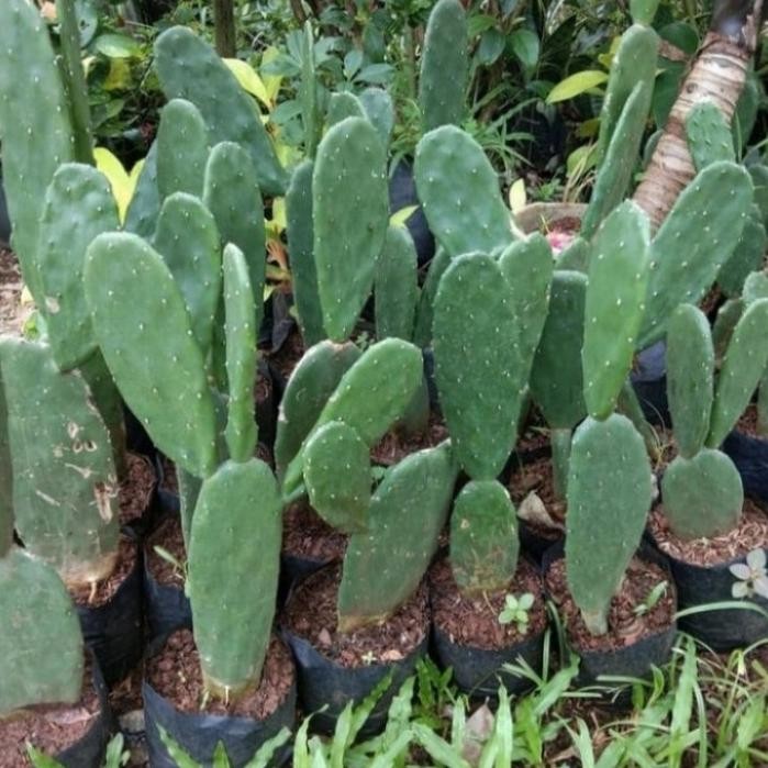 

TANAMAN HIAS KAKTUS CENTONG/BIBIT TANAMAN HIAS KAKTUS