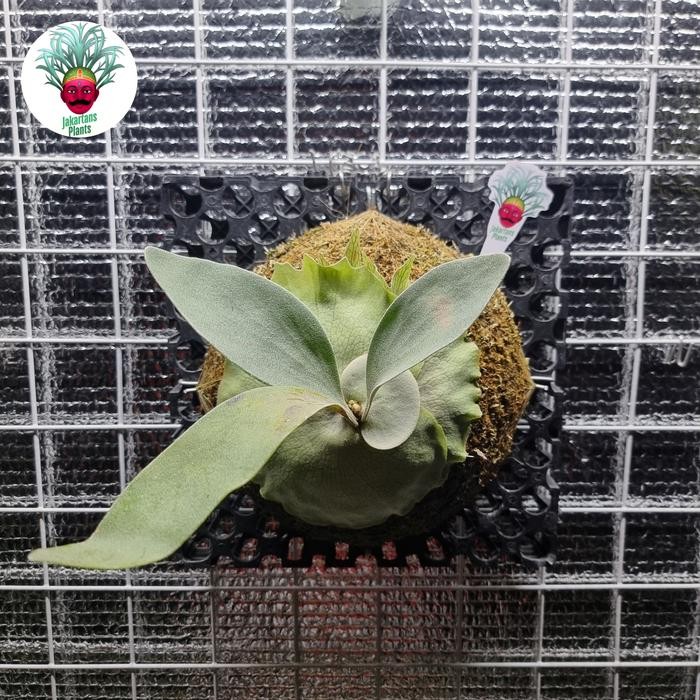 Platycerium Veitchii Blue F1 OC