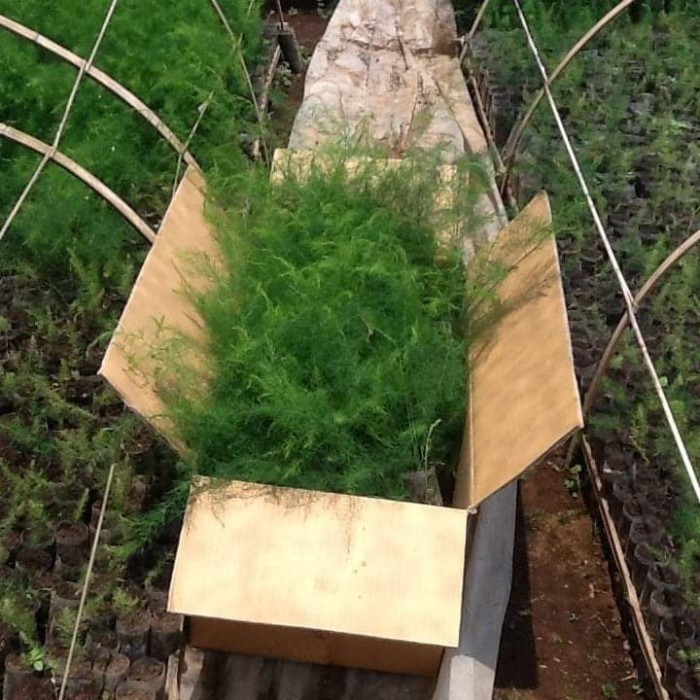 (Allthebest) bibit asparagus siap tanam