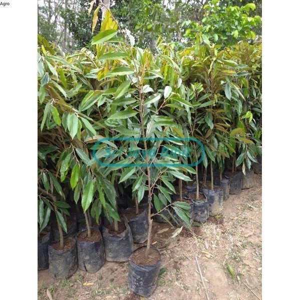Bibit durian musangking asli 1 meter