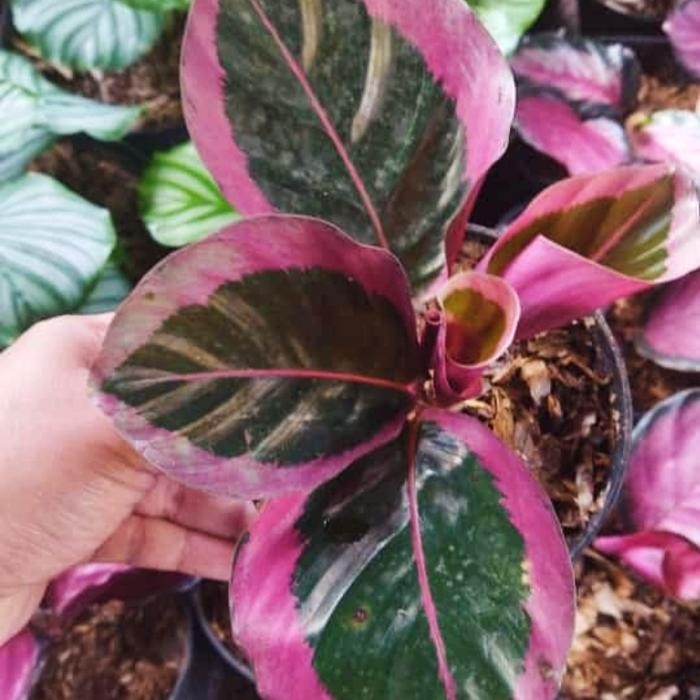 Tanaman Hias Hidup Impor Bunga Keladi Sintia