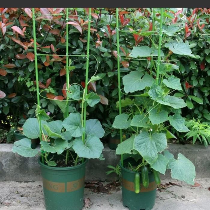 New Tiang Penyangga Rambat Tanaman Tomat 45cm