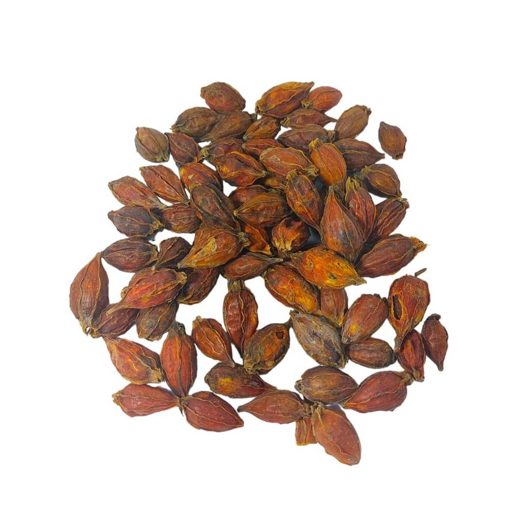 

San Zhi Zi 50 gr - Shan Zhi Zi / Shanzhizi / Fructus Gardenia Cape Jasmine Fruit PREMIUM