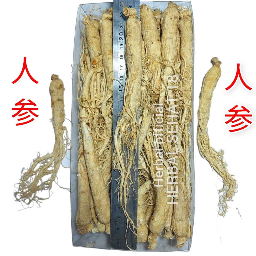 

1 Batang Akar Ginseng Utuh Harga Per Batang Ginseng Batang Ginseng Utuh Per 10 gram PREMIUM
