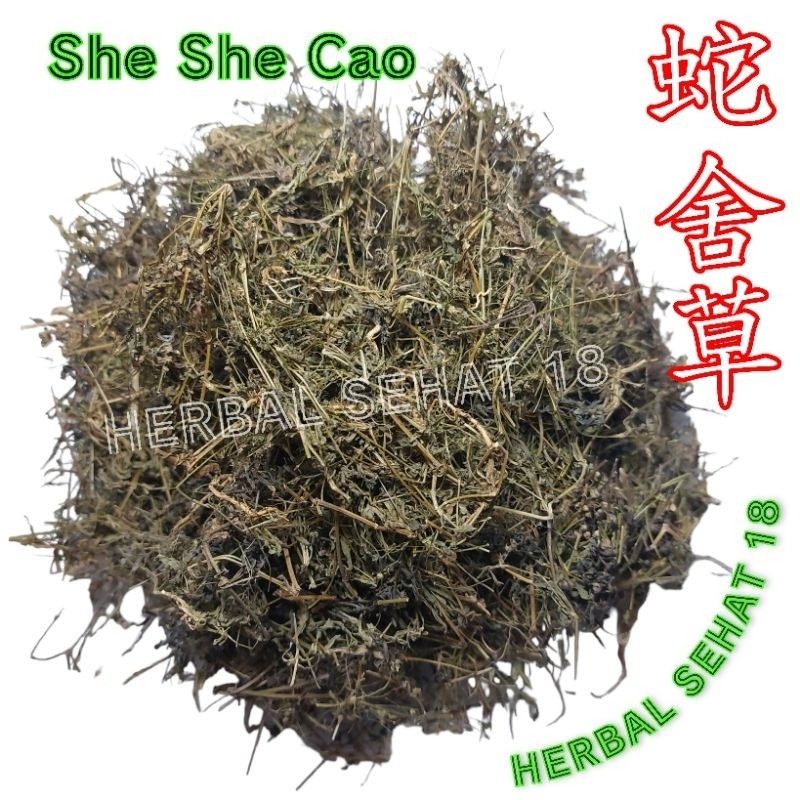 

Bai Hua She She Cao Lidah Ular Kering 100 Gram Se She Chao Sheshecao She She Cao Sashecao PREMIUM