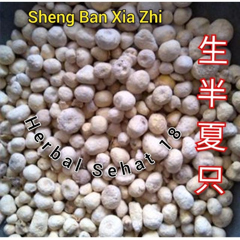 

100g Sheng Ban Xia Banxia RAW PINELLIA TUBER RHIZOME PREMIUM