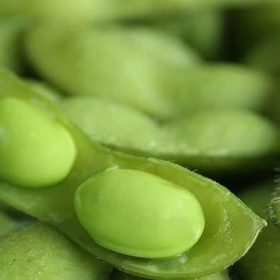 Terlaris- Bibit Edamame Kemasan Derigen Bibit Kedelai Jepang Kacang Edamame