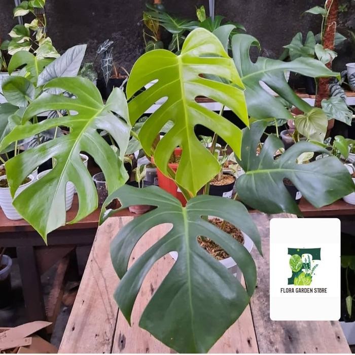 Tanaman hias monstera borsigiana - monstera borsigiana Kode 216