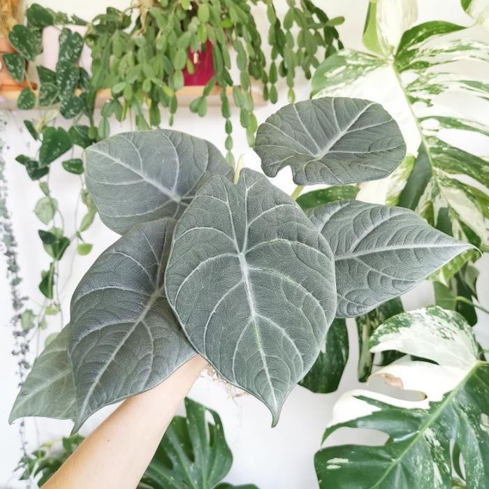 Alocasia Maharani / Alocasia kulit badak maharani Kode 336