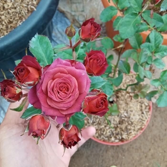 Tanaman Bunga Mawar Import Red Chocolatos Segar