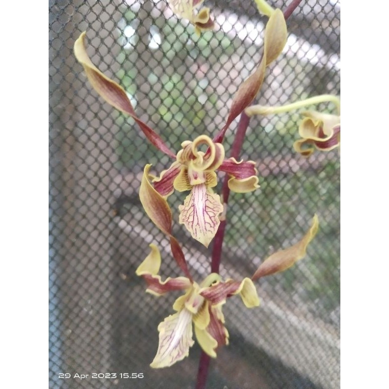 anggrek dendro keriting