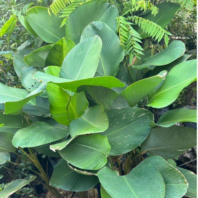 pohon pisang calatea/pisang calathea / kalatea pisang / kalatea kipas / kalatea