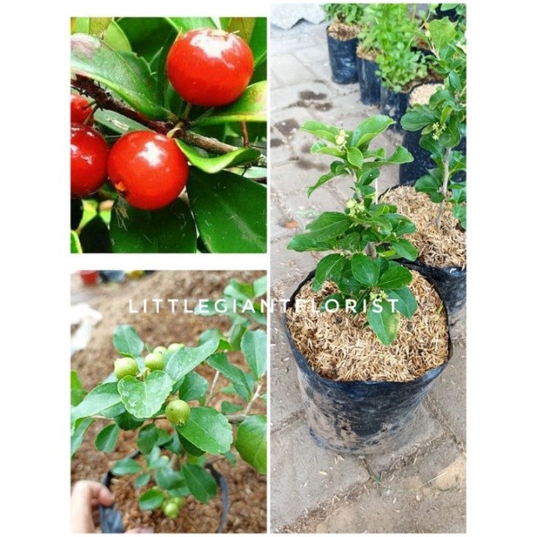 Bibit Tanaman Buah Cherry Jepang/ Ceri Jepang Berbunga/Berbuah