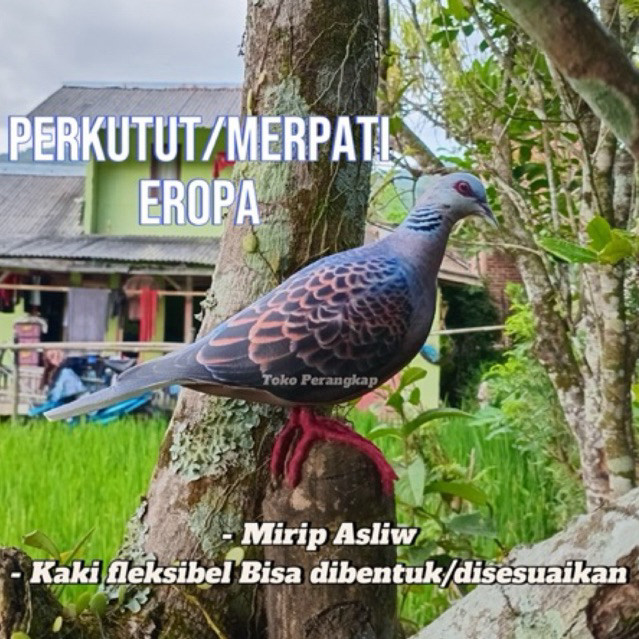 Patung Burung Perkutut Eropa / Merpati Eropa