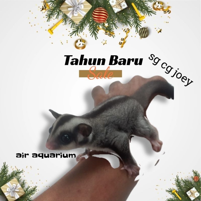 sugarglider clasik grey joey betina sugat glider sg