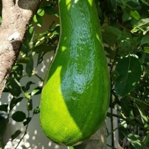 Tanaman Alpukat Kelud Viral 1 Meter Bibit