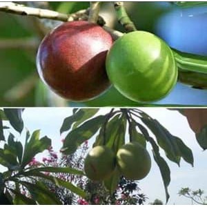 10 Bibit Tanaman Bunga Pohon Bintaro