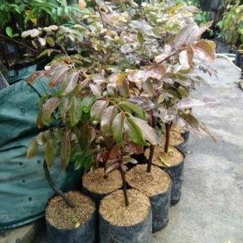 Bibit Kelengkeng Merah Unggul Lengkeng Merah Okulasi Siap Berbuah Tanaman Buah