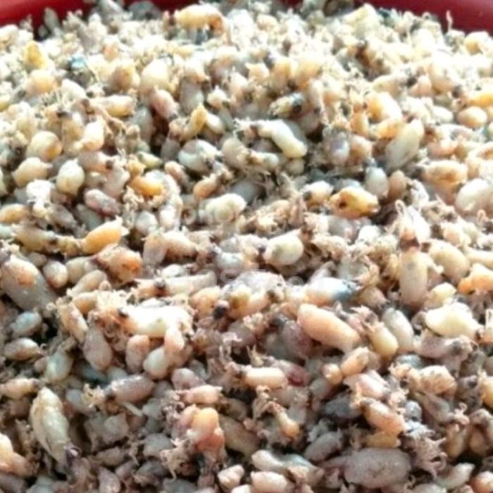 

Baby Cumi Kering Asin Spesial Kecil Size 0,5-1 Cm Best Quality Asli 100% Original