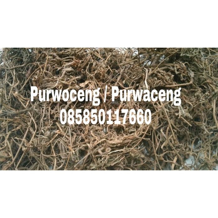

TERMURAHH!! PURWACENG - AKAR PURWOCENG/G 500gr, Asli Murni 100% - Surabaya